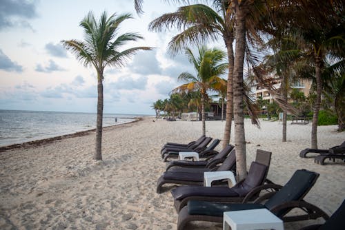 墨西哥人, 棕櫚樹, 沙灘椅 的 免費圖庫相片