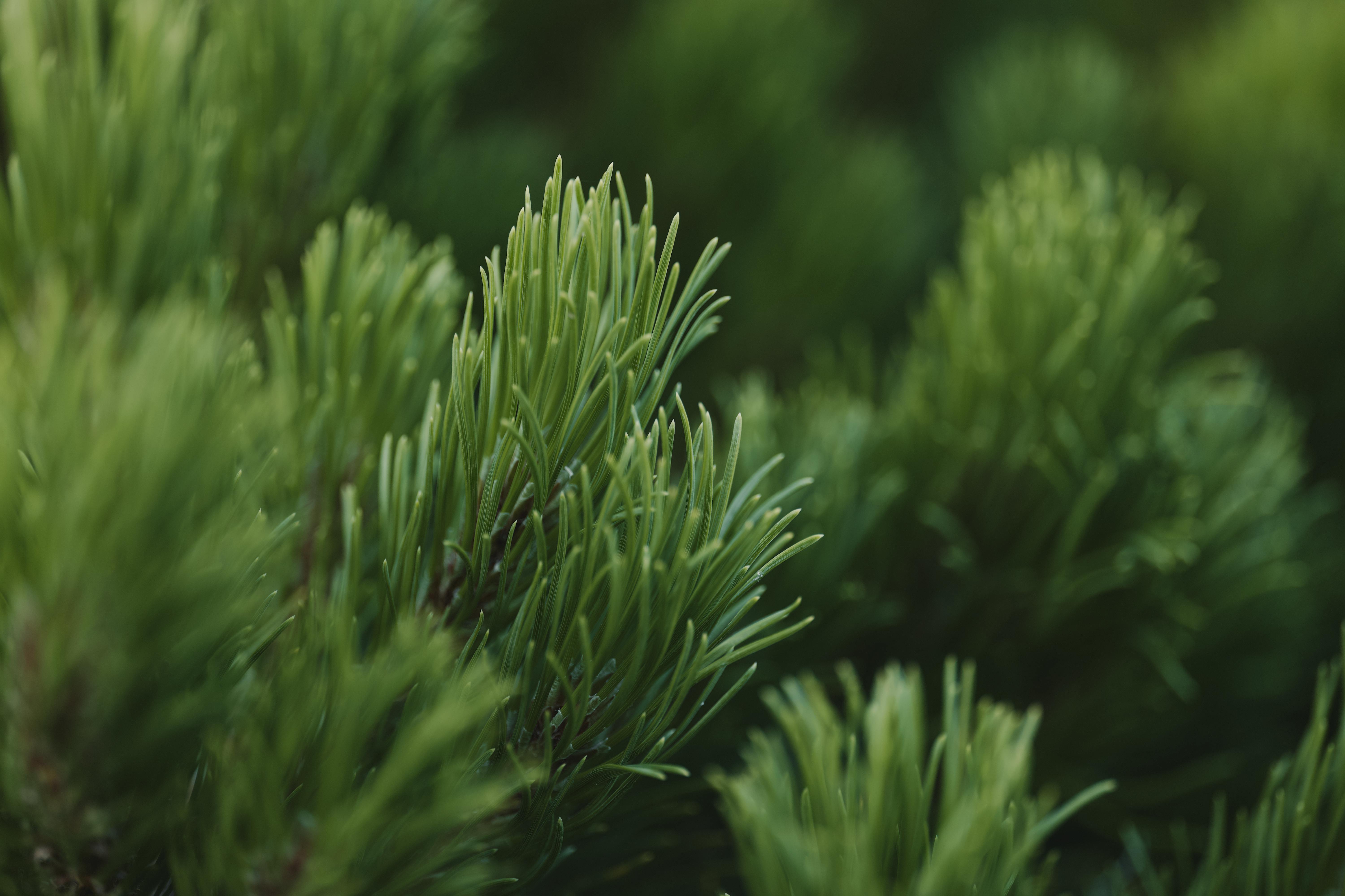 Green pine needles · Free Stock Photo