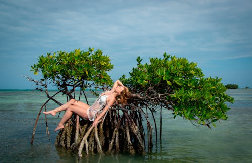 Foto profissional grátis de árvores, descanso, férias