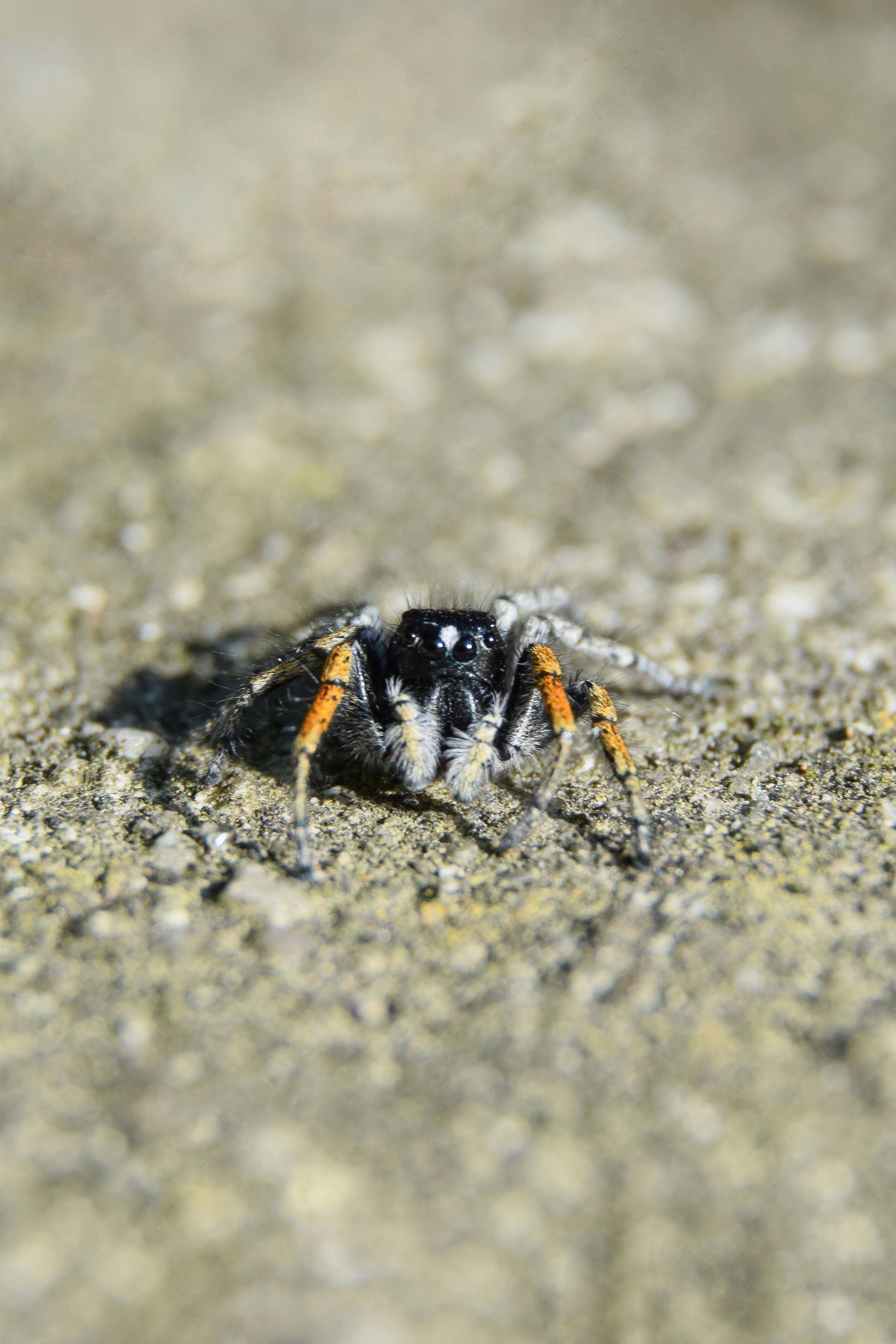 Spider at Sandy Beach · Free Stock Photo