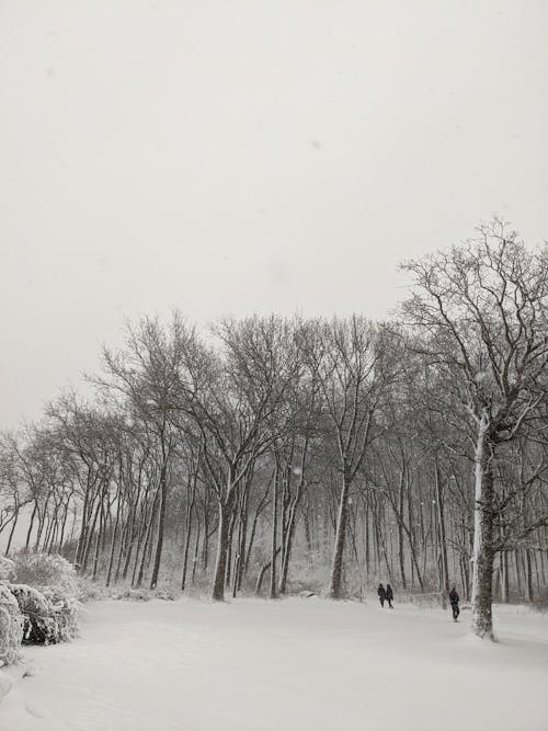 Black and White Photo of a Forest in Winter 