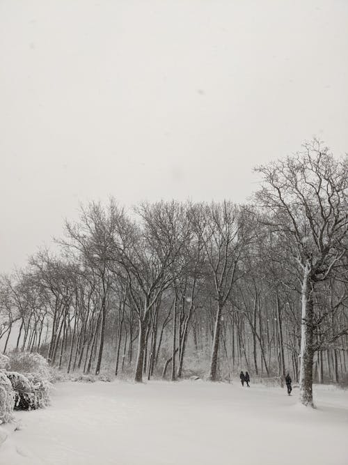 ağaçlar, dikey atış, kar içeren Ücretsiz stok fotoğraf