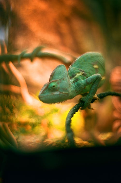 Close-up of a Chameleon
