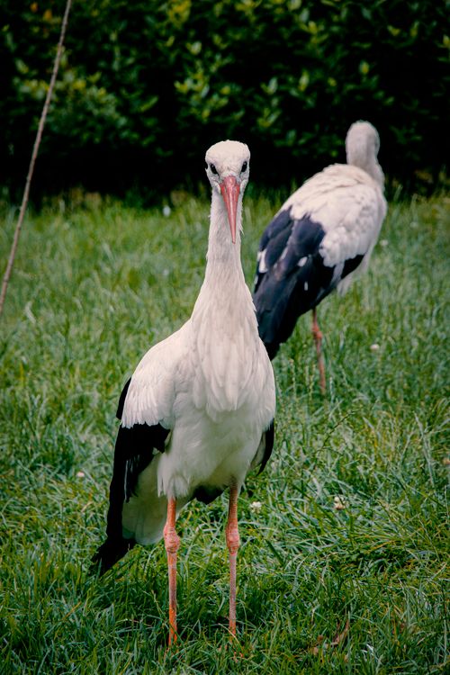 Free Two white storks standing gracefully on lush green grass, showcasing their elegant presence. Stock Photo