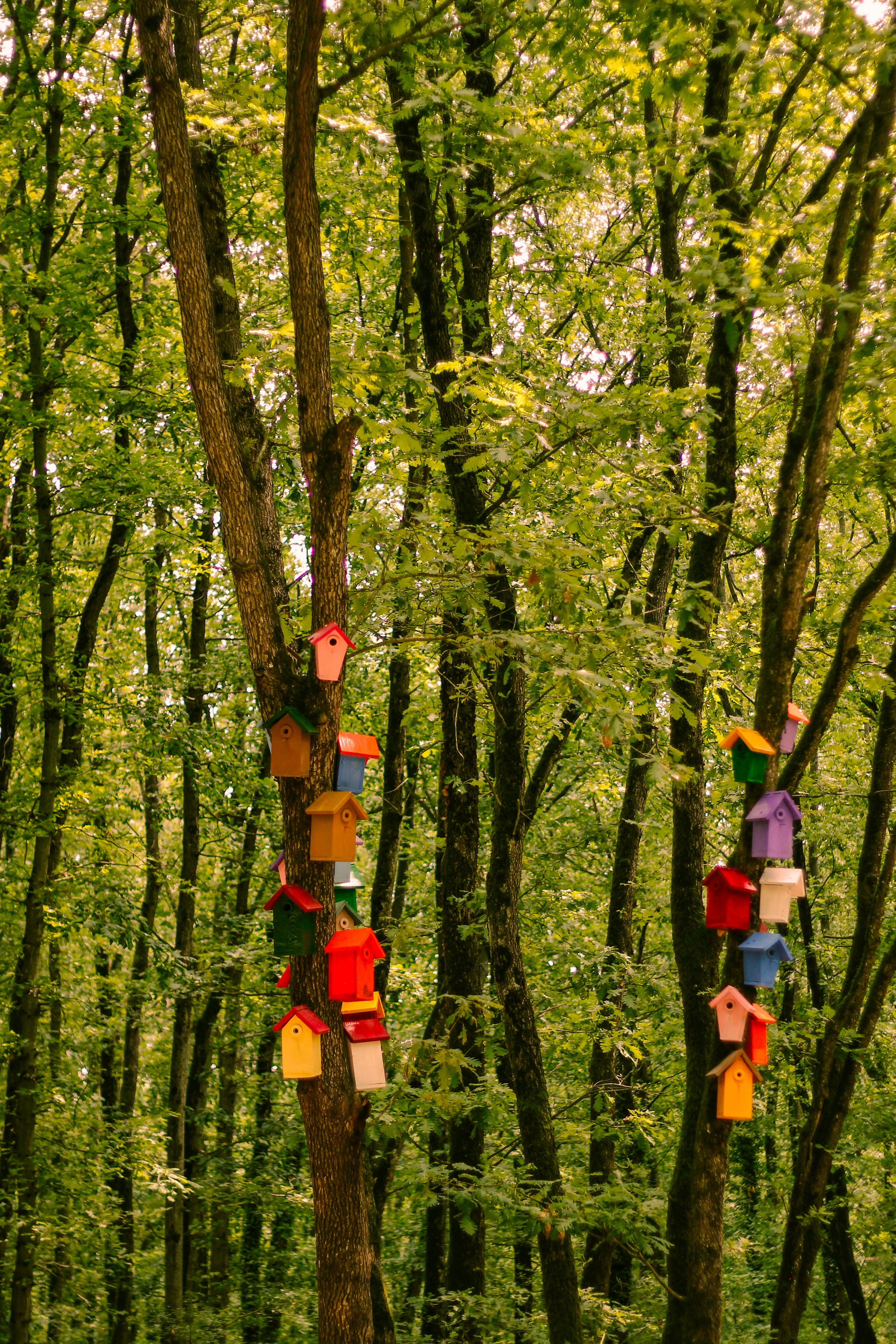 Birdhouses on Trees in a Forest · Free Stock Photo