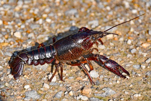 Tonia crayfish Mart