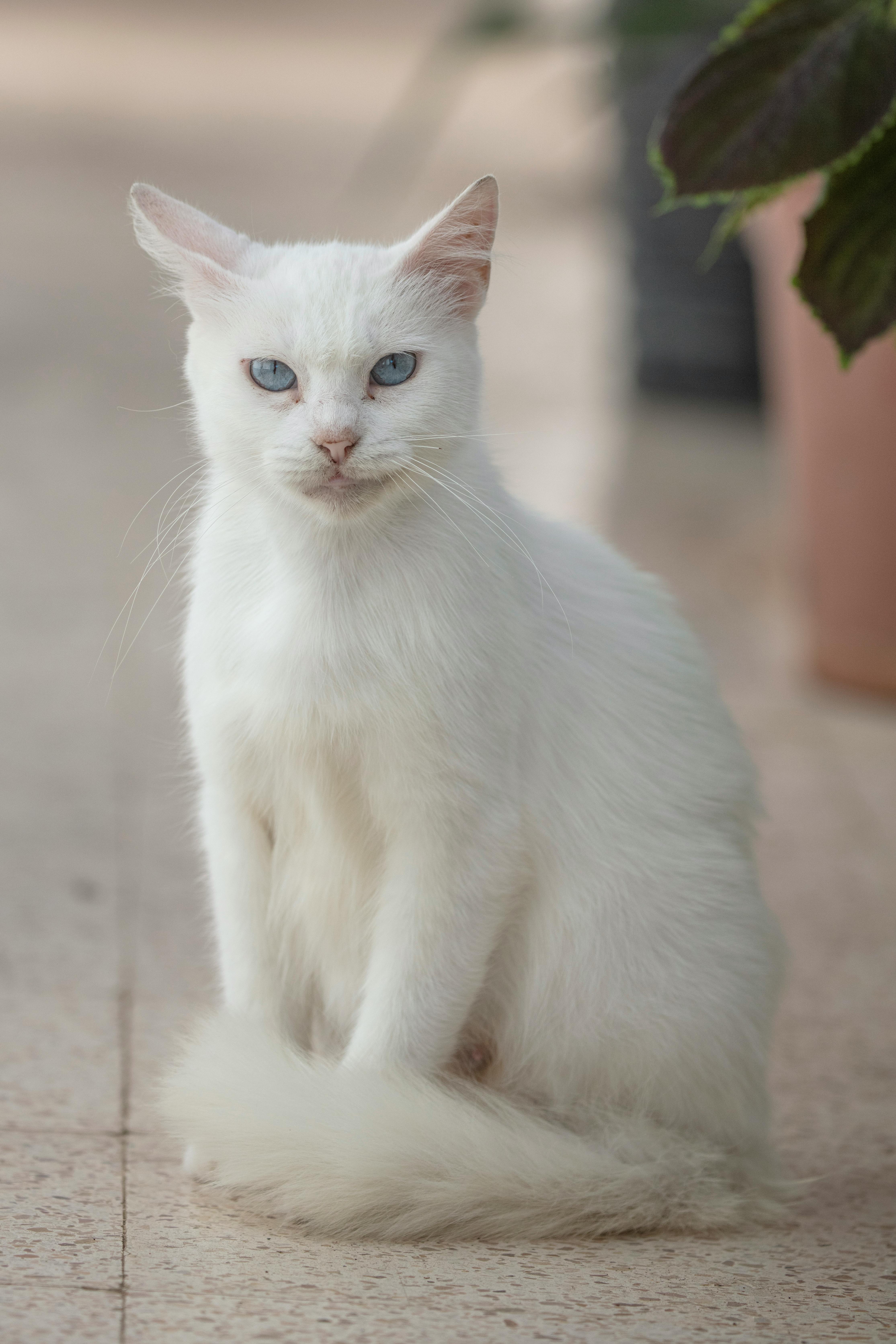 Cute White Cat Sitting on Ground on Street · Free Stock Photo