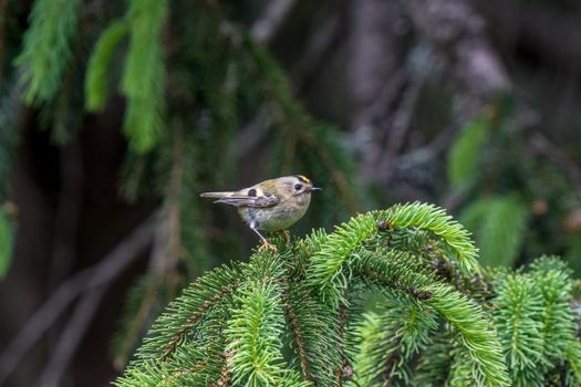 The goldcrest (Regulus regulus) is a very small passerine bird in the kinglet family. Its colourful golden crest feathers, as well as being called the "king of the birds" in European folkl...