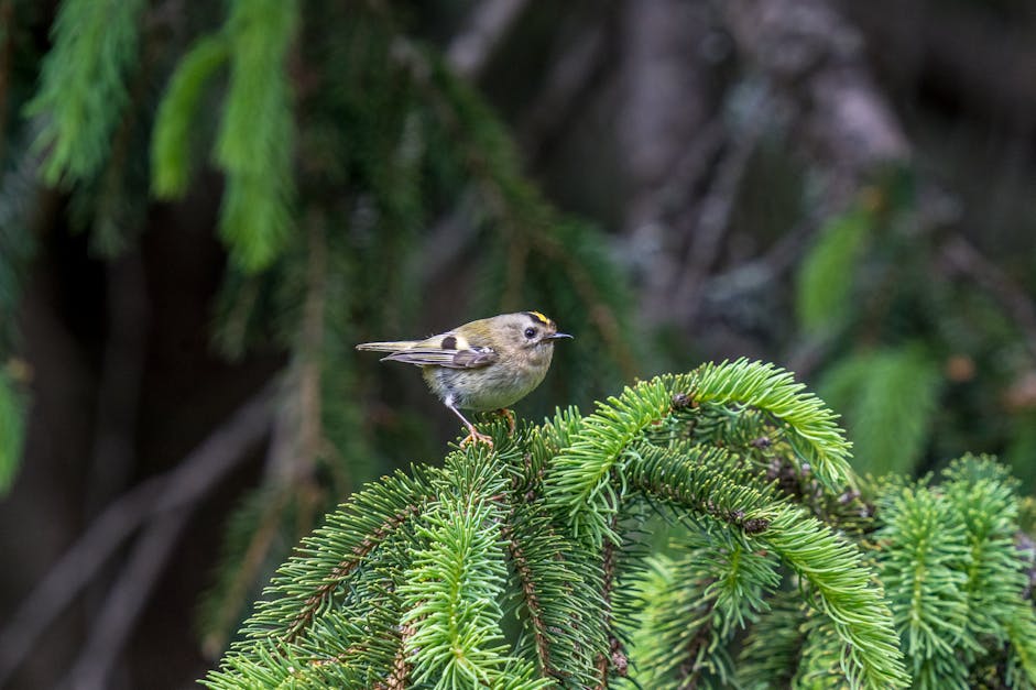Little King, The goldcrest is called the king of the birds…