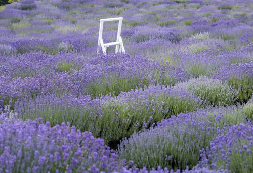 Wooden Ladder in Lavender Field