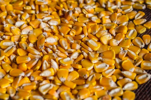 Close-up of Corn Kernels 