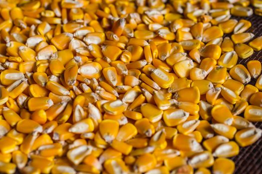 Gluten-free Organic Sprouted Corn Flour