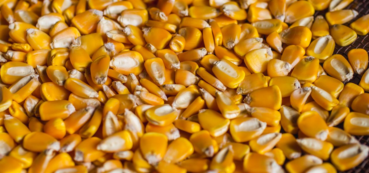 Close view of dry maize kernels