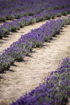 Purple lavender blooms in neat rows under the summer sun, showcasing nature's beauty.. purple, lavender, blooms