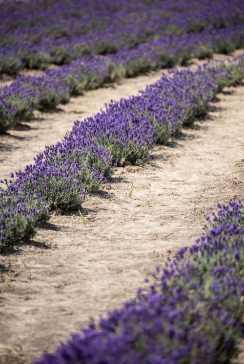 Free Purple lavender blooms in neat rows under the summer sun, showcasing nature's beauty. Stock Photo