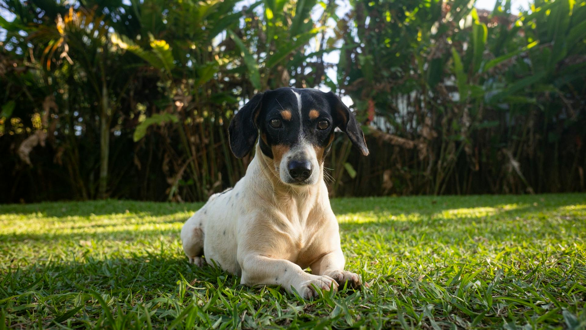 Cute Dog Lying on Green Grass