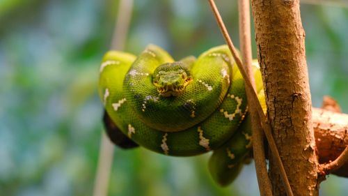 Free Close-up of an emerald tree boa coiled on a branch in its natural habitat. Stock Photo