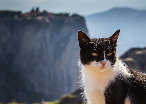 Gratis arkivbilde med dyrefotografering, fjell, katt