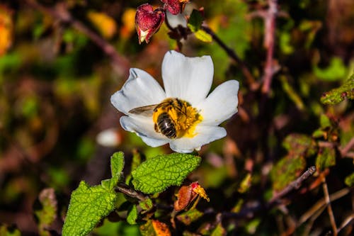 Gratis arkivbilde med bier, blomstre, blomstrende blomst