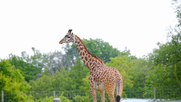 A majestic giraffe standing by a fence amidst lush green trees in a zoo setting.
