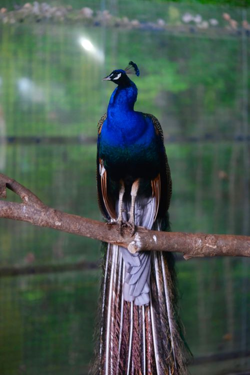 Free Vibrant peacock perched on a branch showcasing its stunning blue-green plumage in a zoo setting. Stock Photo