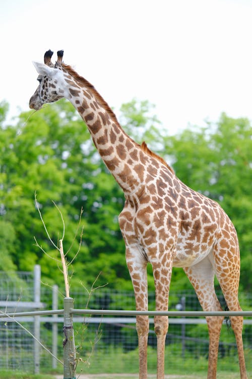 Giraffe in Zoo Enclosure
