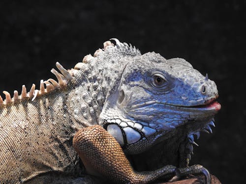 baş, hayvan fotoğrafçılığı, iguana içeren Ücretsiz stok fotoğraf