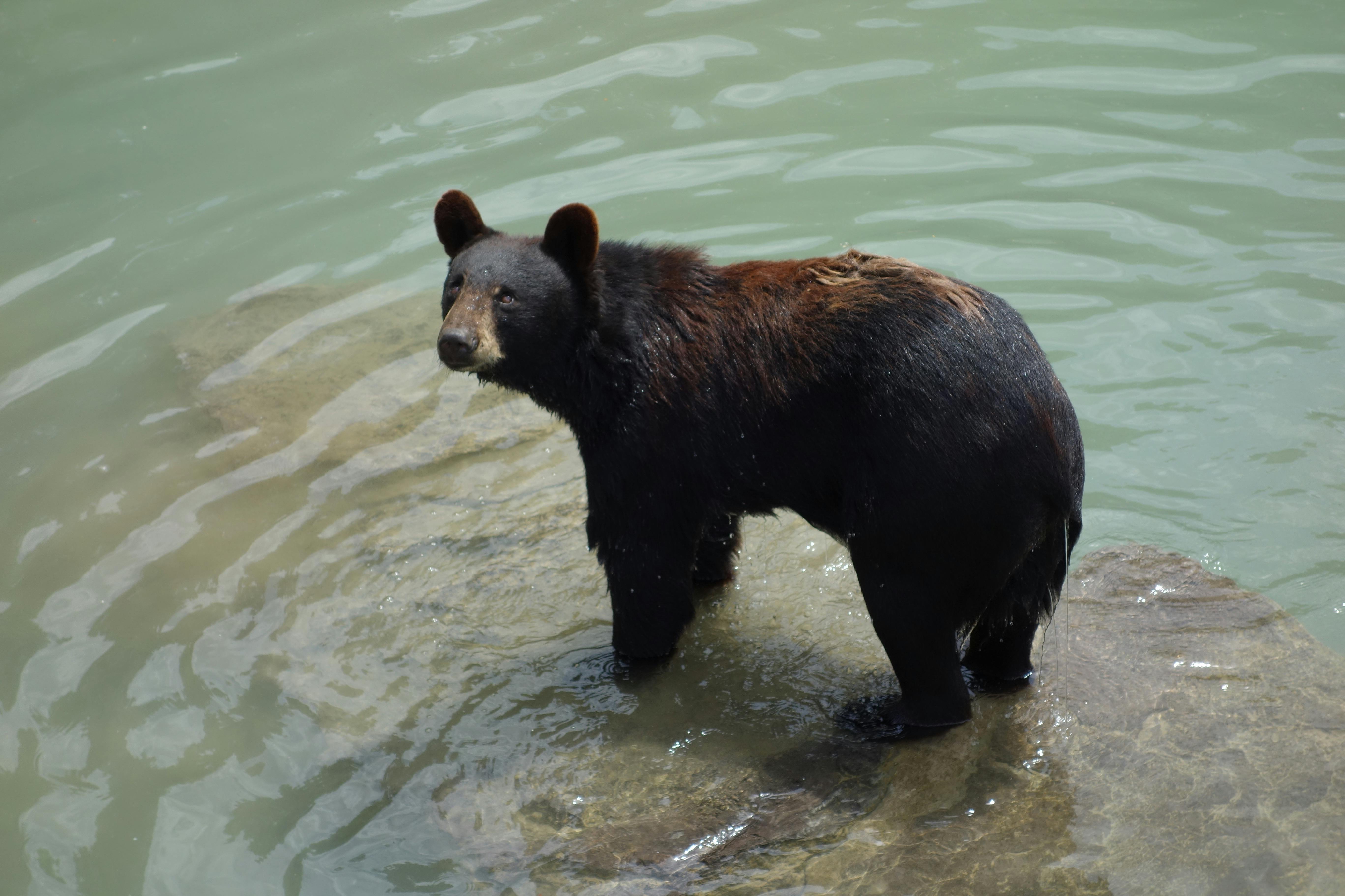 Free stock photo of bear, black bear, standing
