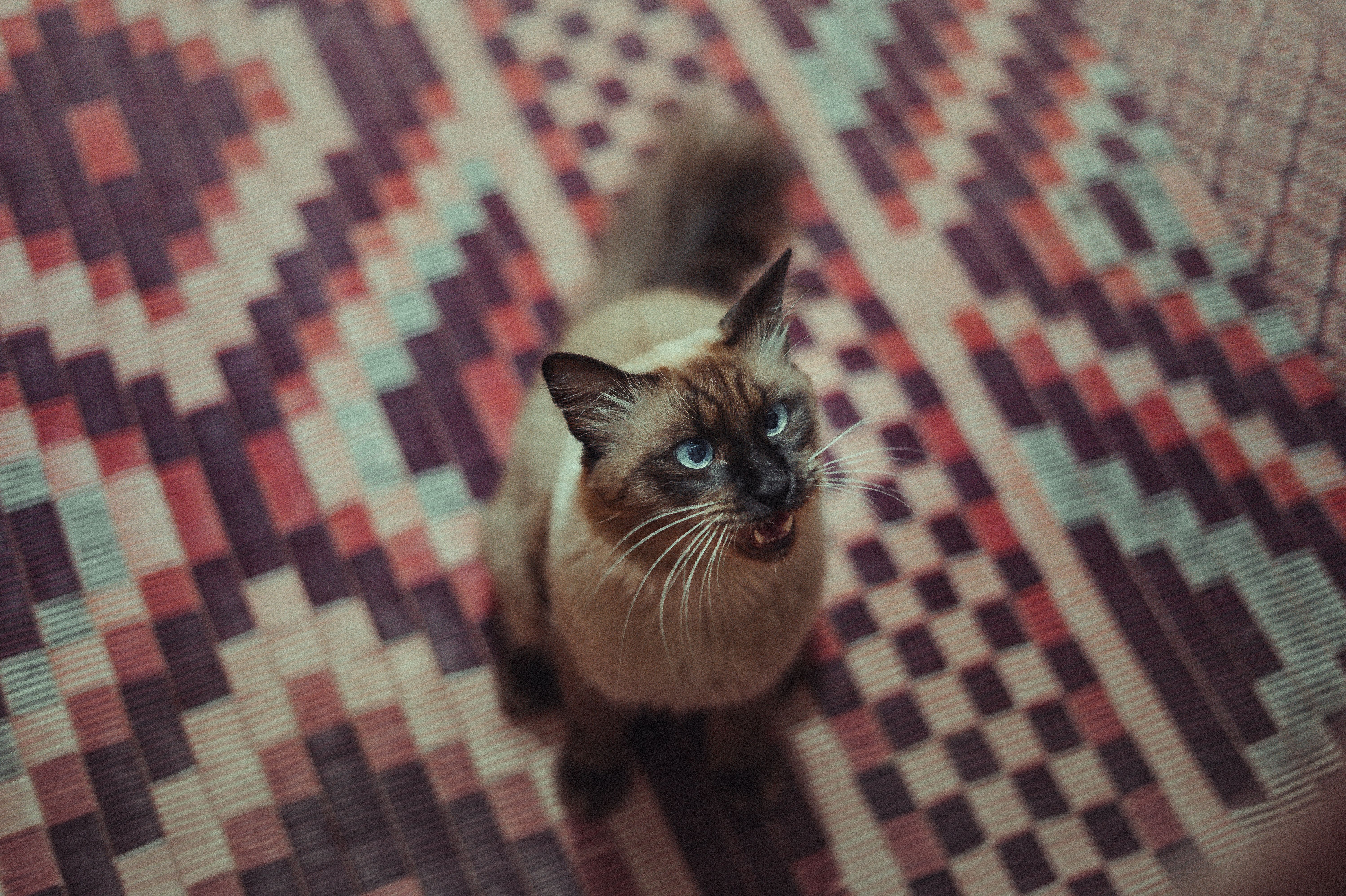 A Domestic Sitting on a Patterned Rug · Free Stock Photo
