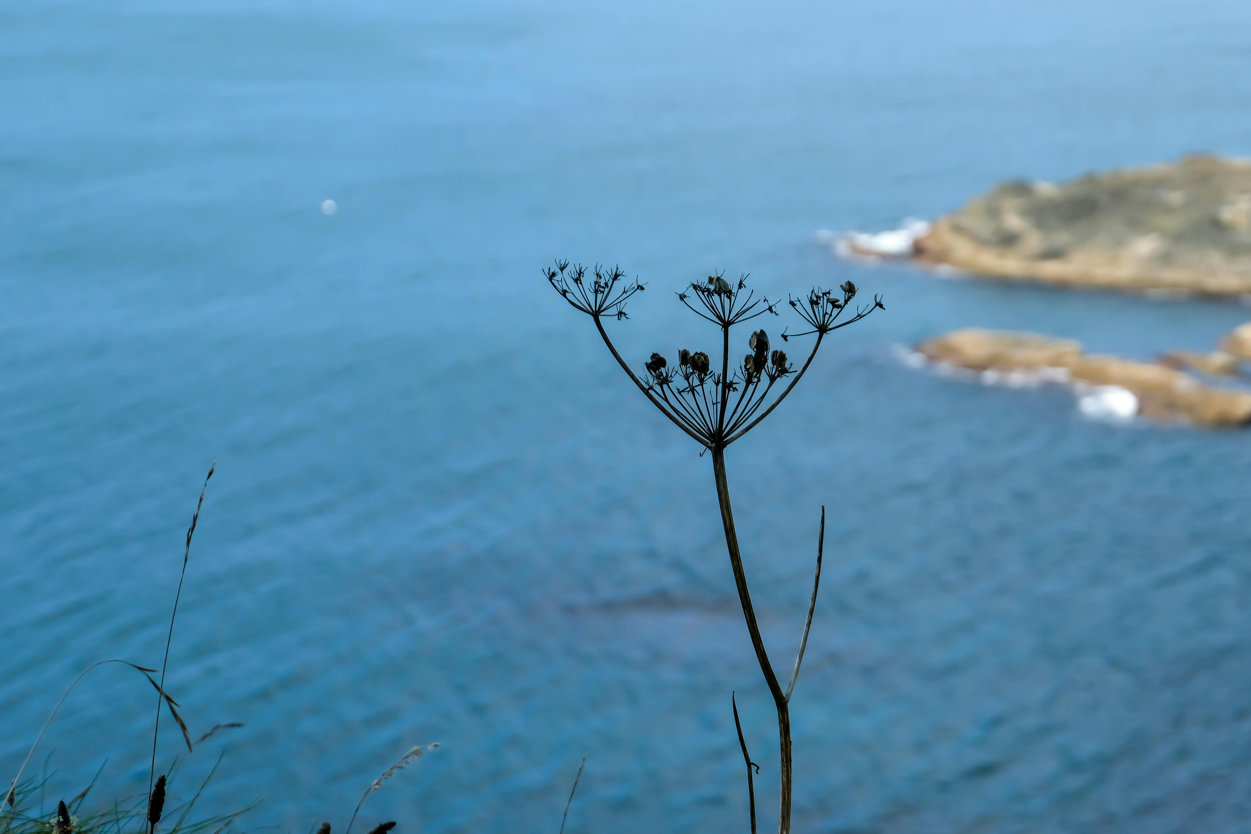 有关海 海岸 花的免费素材图片