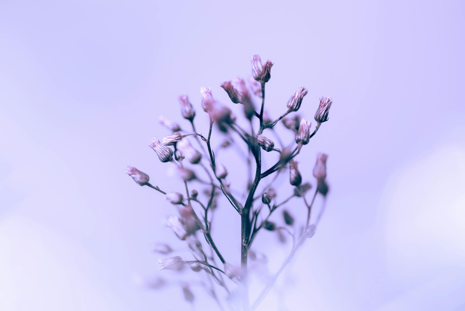 A serene pastel-toned image of delicate flowers captured in soft focus, evoking a sense of tranquility.