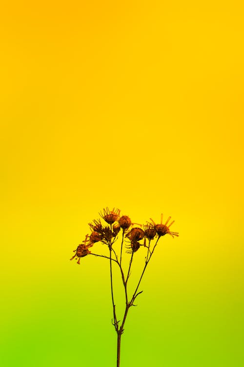 Kostenloses Stock Foto zu flora, gelb, gelbem hintergrund