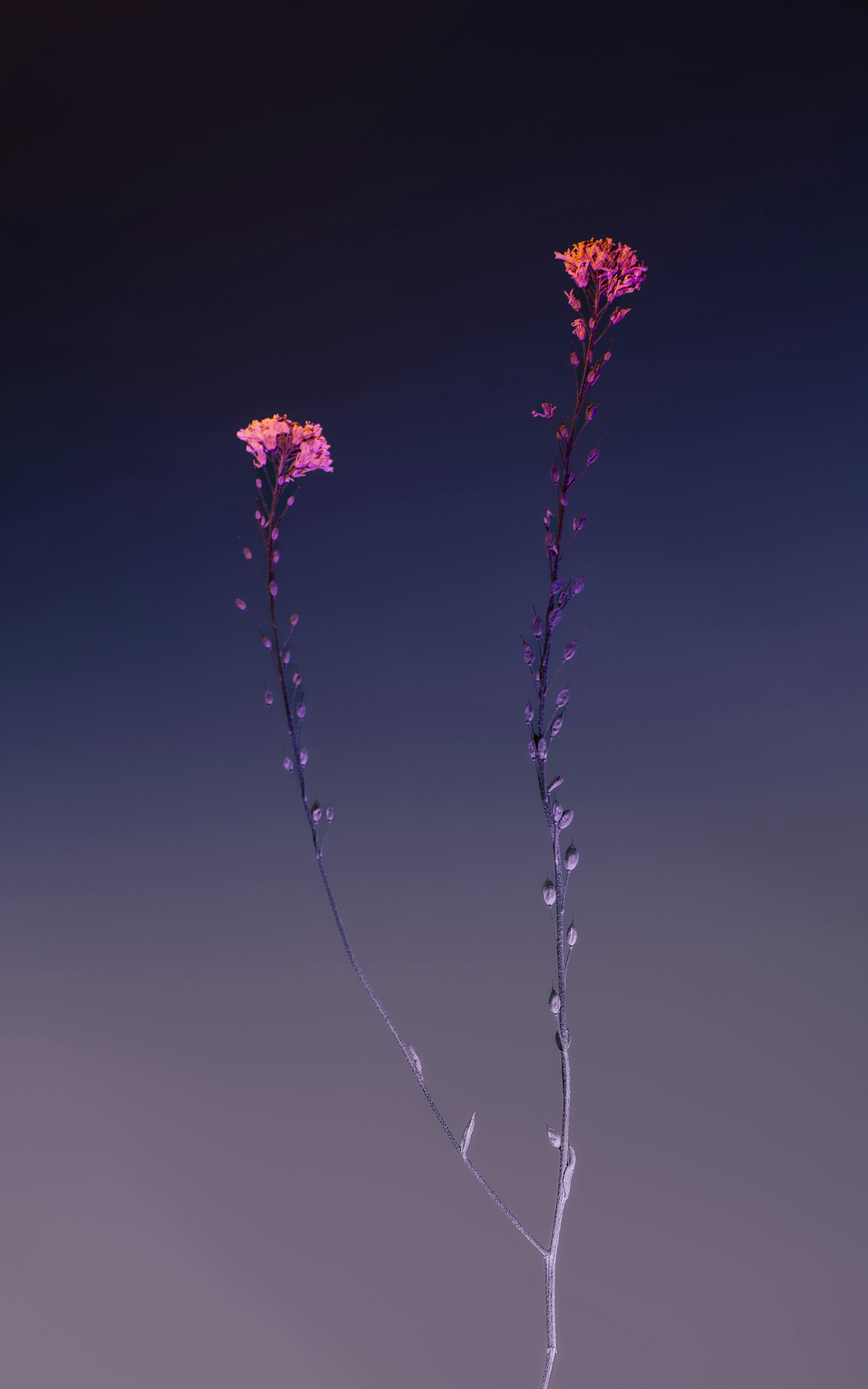 A striking image of hoary alyssum against a twilight sky, emphasizing its vivid colors and silhouette.