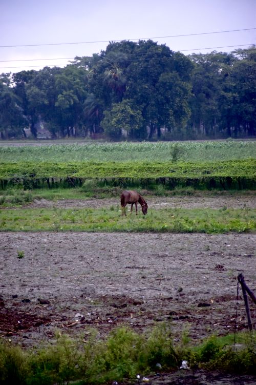 Free Horse Stock Photo