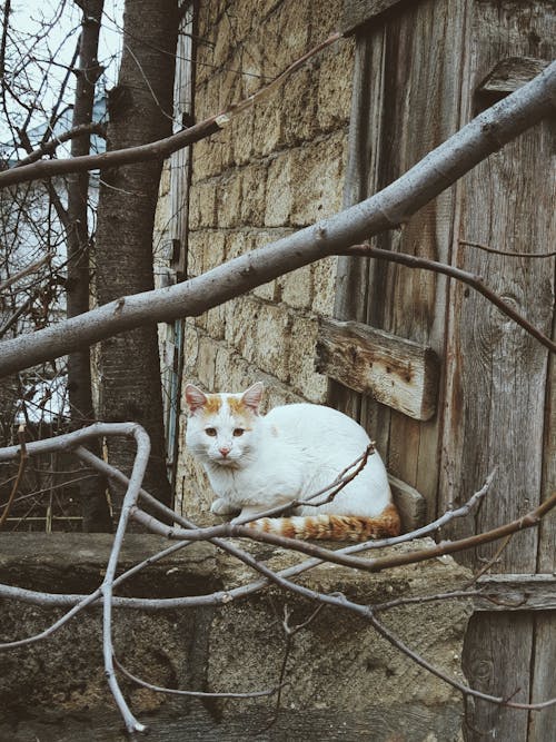 Cat in Front of a Hut