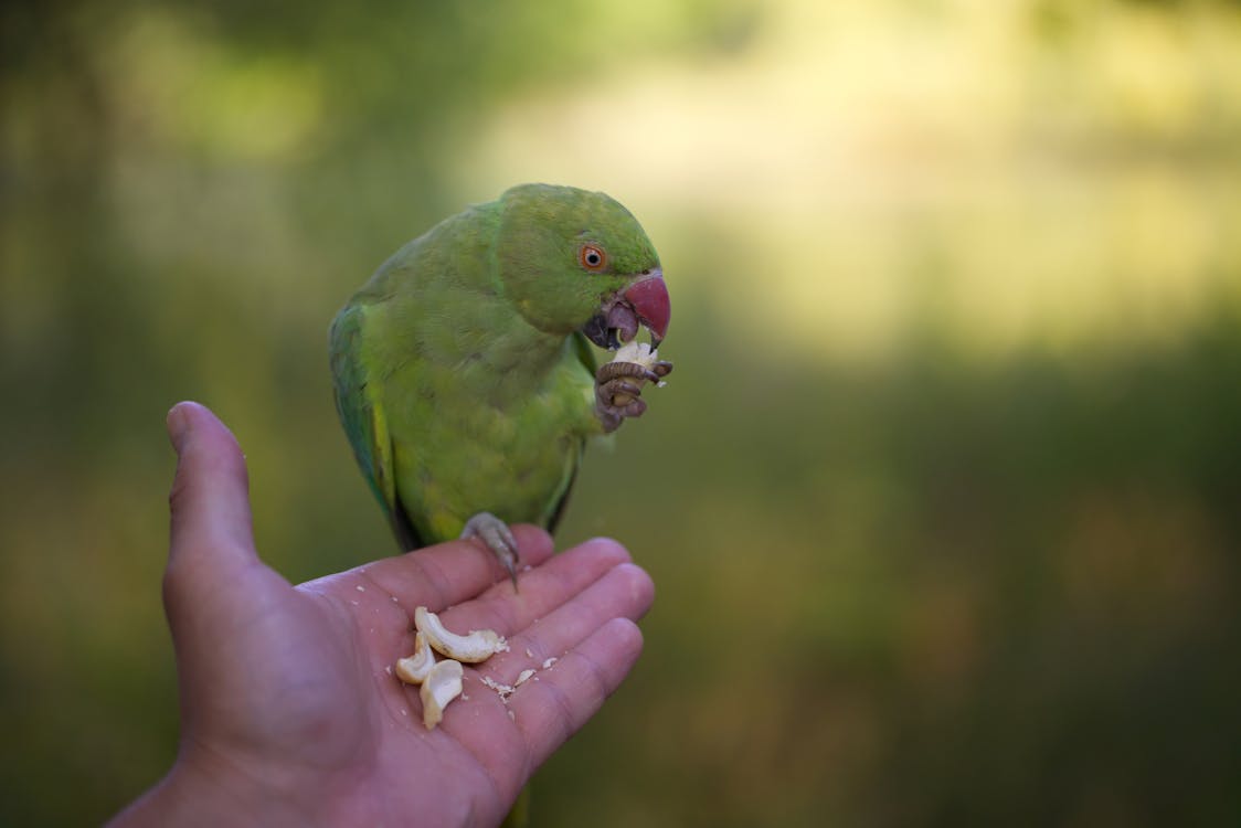 Gratis lagerfoto af @outdoor, blomst, dagslys