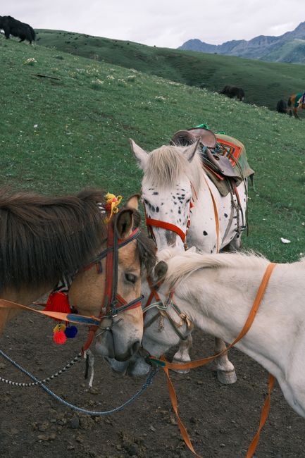 Three beautifully decorated horses in a grassy mountain pasture, harnessed for riding.