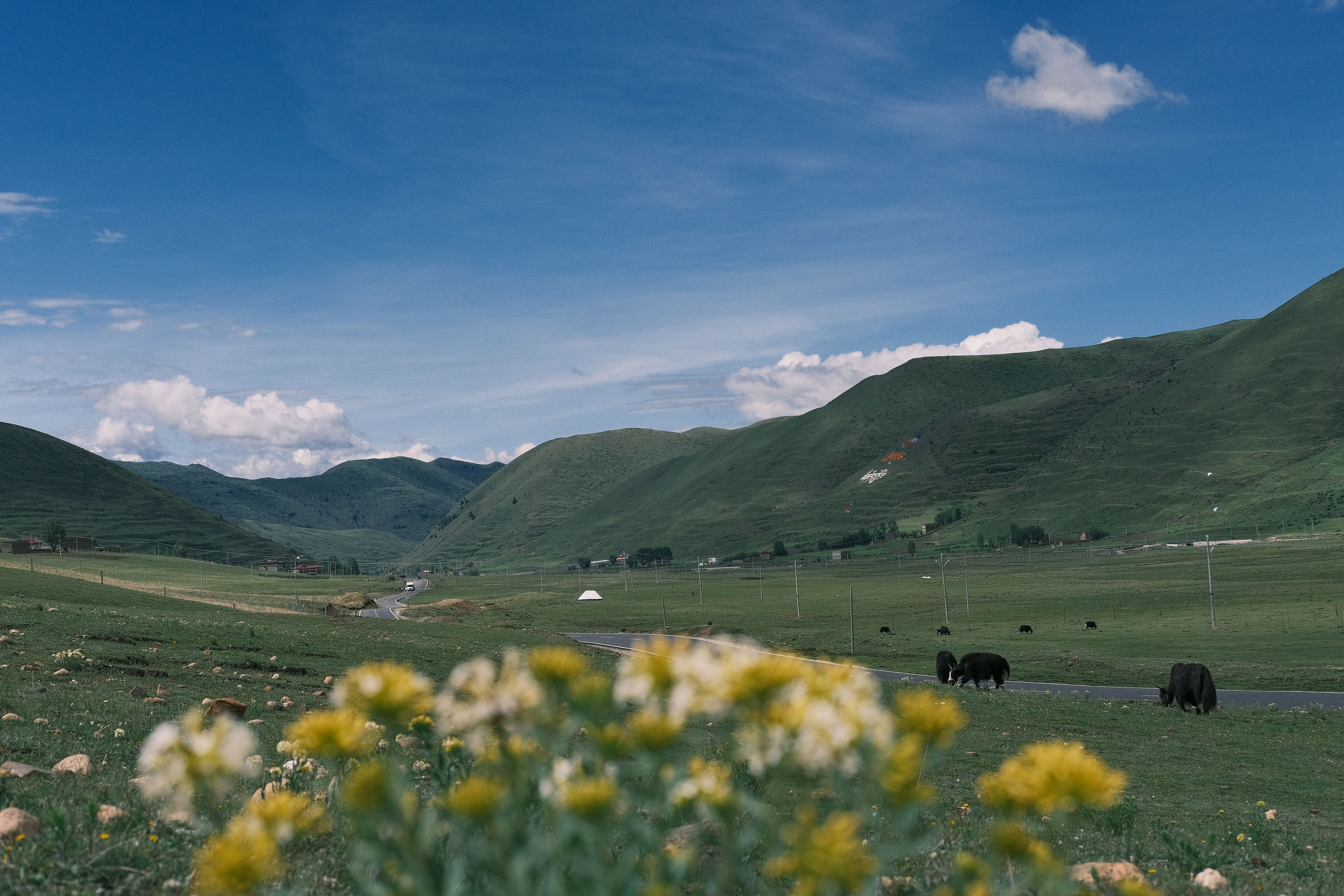 A steaming hot spring pool in a high-altitude meadow, with snow-capped mountains in the background and yaks grazing nearby