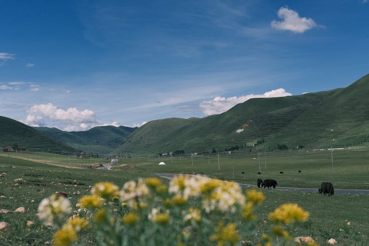 Mountain Valley Landscape With Goats Grazing Grass On A Pasture