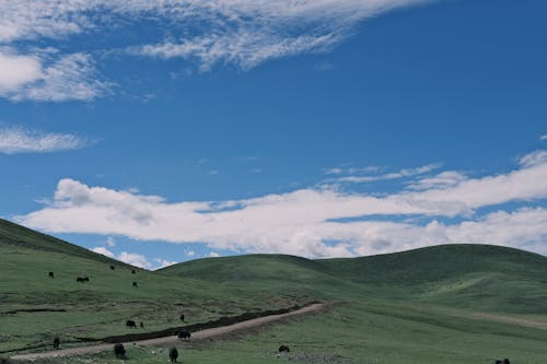 Darmowe zdjęcie z galerii z krajobraz, natura, tapeta