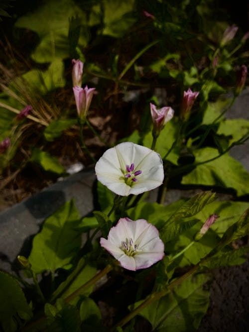 Δωρεάν στοκ φωτογραφιών με iPhone X, καλοκαίρι, λουλούδι
