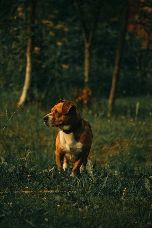 Gratis lagerfoto af dyrefotografering, græs, hund
