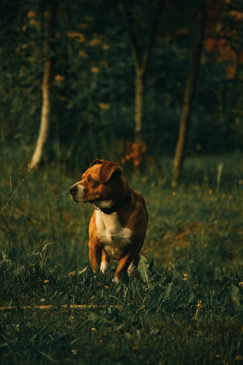 Dog on Grass