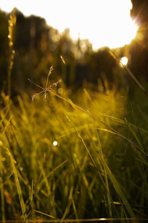 Foto stok gratis alam, fokus selektif, matahari terbenam