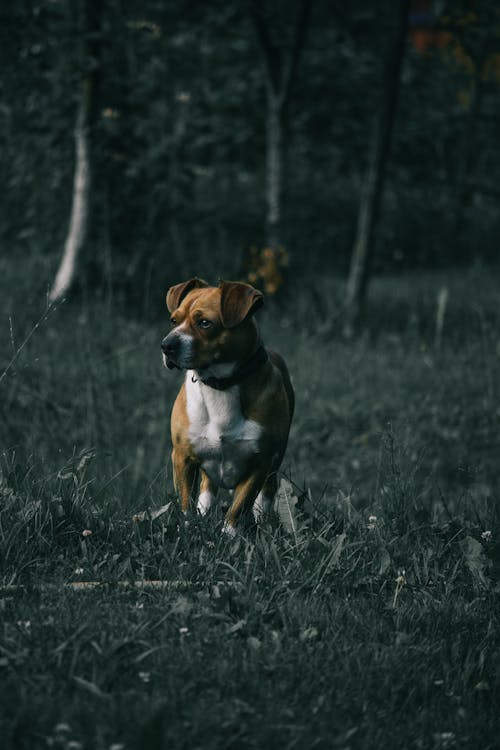 Dog on Grass