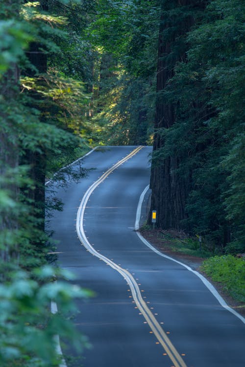 Základová fotografie zdarma na téma Kalifornie, příroda, redwoods