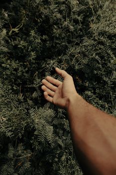 A hand reaches towards sunlit evergreen leaves in Kayseri, Türkiye, capturing nature's touch.