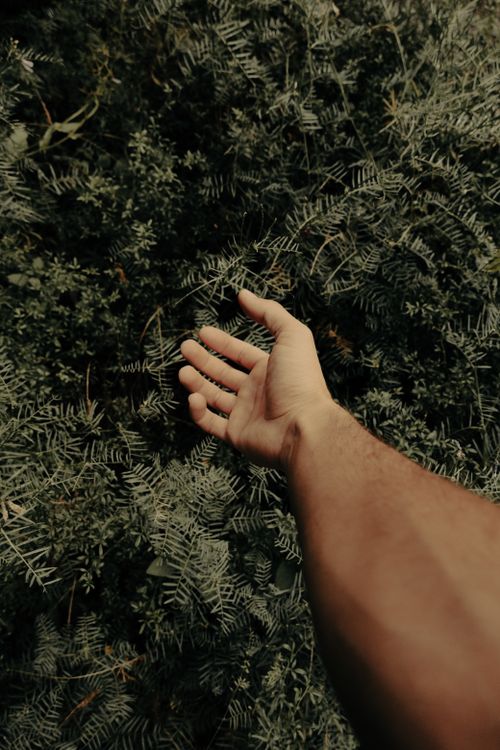 Free A hand reaches towards sunlit evergreen leaves in Kayseri, Türkiye, capturing nature's touch. Stock Photo
