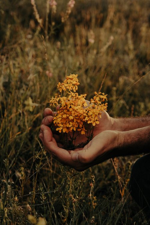 Free A pair of hands gently holding a small bouquet of bright yellow wildflowers in a lush meadow. Stock Photo