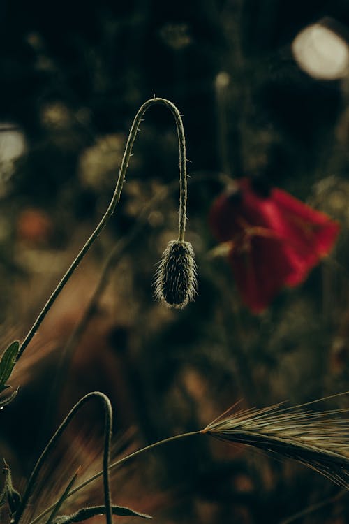 꽃봉오리, 들판, 성장의 무료 스톡 사진